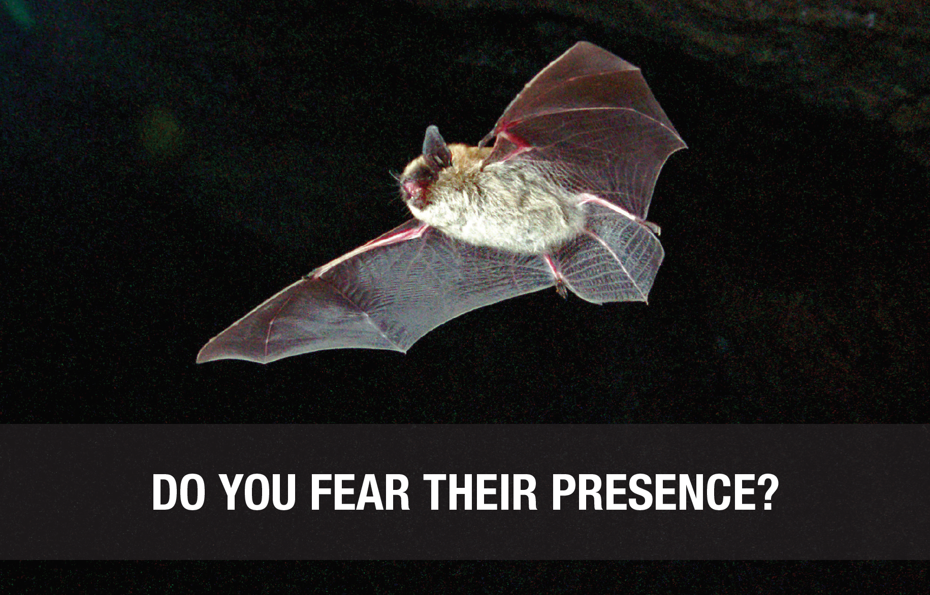 afraid_bats